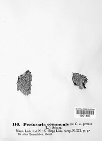 Pertusaria pertusa image